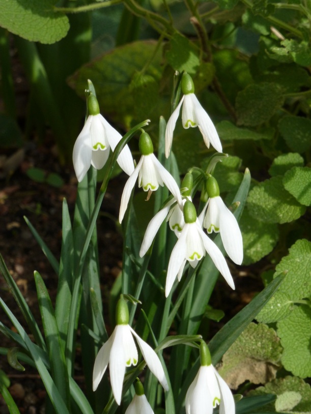 Snowdrops for Twitter